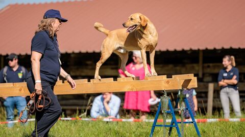 Übung Hundestaffel Übung Hundestaffel